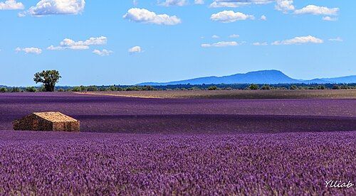 Champs de lavande en fleurs sur le plateau de Valensole, en Provence